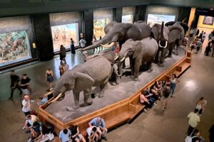 American Museum of Natural History - New York City - Ausstellung: Afrikanische Säugetiere