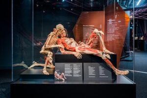 Körperwelten - Berlin - Ausstellungsraum mit menschlichen Plastinaten