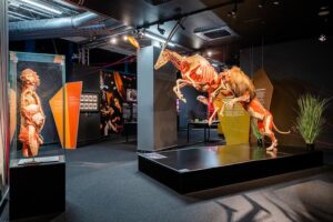 Körperwelten - Berlin - tierische Plastinate