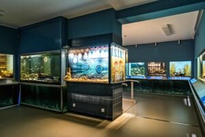 Naturkundemuseum - Potsdam - Ausstellung: Fische Brandenburgs