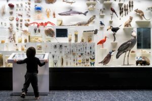 Museum der Natur Hamburg - Zoologie - Artenvielfalt: Große Vitrine mit einer Vielzahl an Insekten, Schmetterlingen, Käfern und präparierten Vögeln