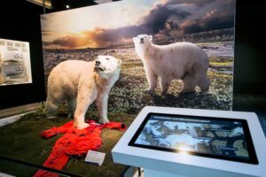 Museum der Natur Hamburg - Zoologie - Eisbär: Ein präparierter Eisbär mit begleitenden Informationen zu seinem natürlichen Lebensraum