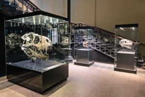 Museum für Naturkunde - Berlin - Ausstellung: Dinosaurierfossilien