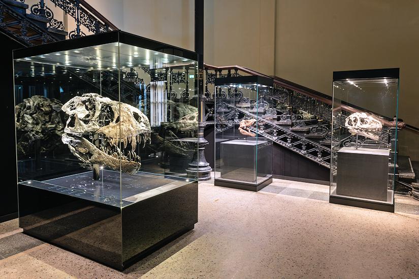 Museum für Naturkunde - Berlin - Ausstellung: Dinosaurierfossilien