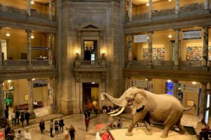 Muséum national d'Histoire naturelle - Paris - Ausstellung