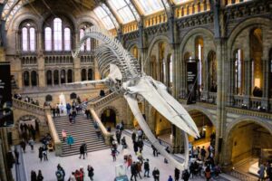 Natural History Museum - London - Hintze Hall: Historische Museumshalle mit einem riesigen Blauwal-Skelett, das an der Decke hängt
