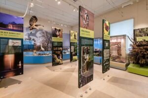 Naturkundemuseum - Potsdam - Ausstellung: Tierwelt Brandenburgs